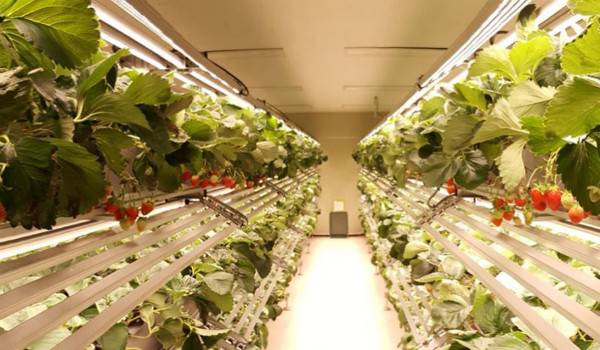 n(gu)Smart Farm Factory^I(y)Agronics